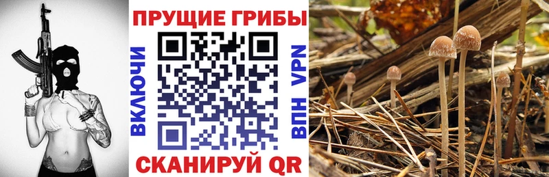 Псилоцибиновые грибы Cubensis  Иноземцево 